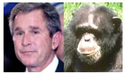 bushmonkey1.jpg