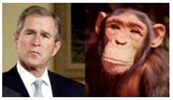 bushmonkey2.jpg