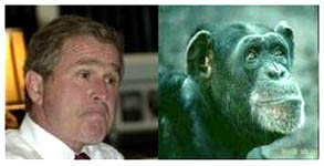 bushmonkey3.jpg