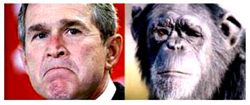 bushmonkey4.jpg