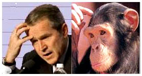 bushmonkey5.jpg