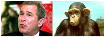 bushmonkey6.jpg