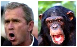 bushmonkey7.jpg